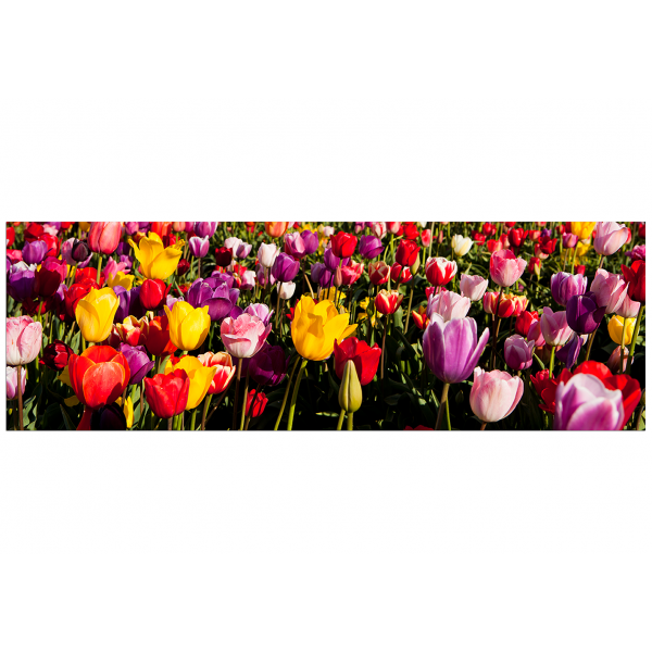 Obraz na plátně - Pole tulipánu - panoráma